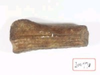 藏品(鹿角)的圖片